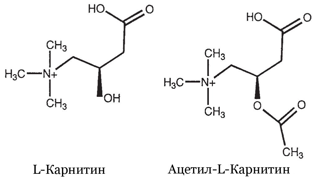 Alcar – невероятно эффективный ацетил-л-карнитин